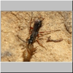 Agenioideus cinctellus - Wegwespe mit Spinne 02b - Sandgrube Niedringhaussee.jpg